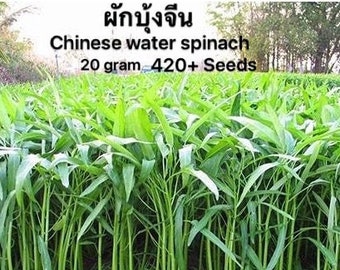 Chinese Water Spinach Convolvulus Seeds 420+ Seeds per package