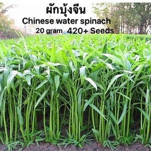 Chinese Water Spinach Convolvulus Seeds 420+ Seeds per package