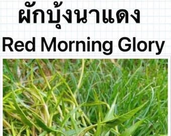RED Thai Morning Glory Water Spinach Convolvulus Seeds  200+ Seeds
