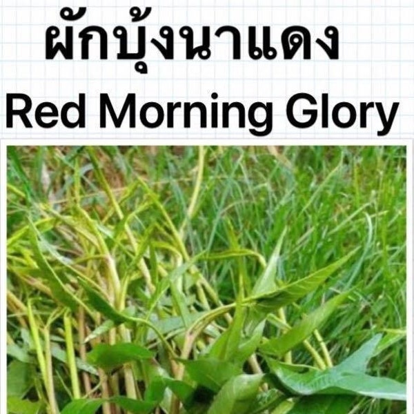 RED Thai Morning Glory Water Spinach Convolvulus Seeds  200+ Seeds