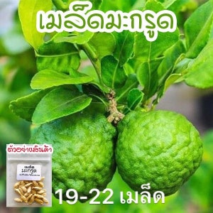 Kaffir Lime Bush Tree Seeds