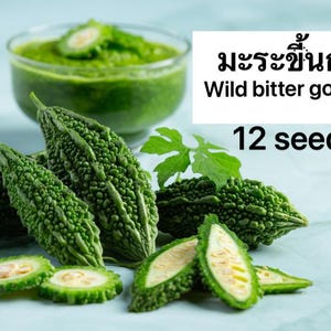 May include: A close-up of 12 wild bitter gourd seeds. The image shows several green bitter gourds, some sliced open, and a bowl of bitter gourd puree. The text "มะระขี้นก" and "Wild bitter gourd" are visible in the image.