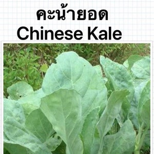 Chinese Kale Seeds