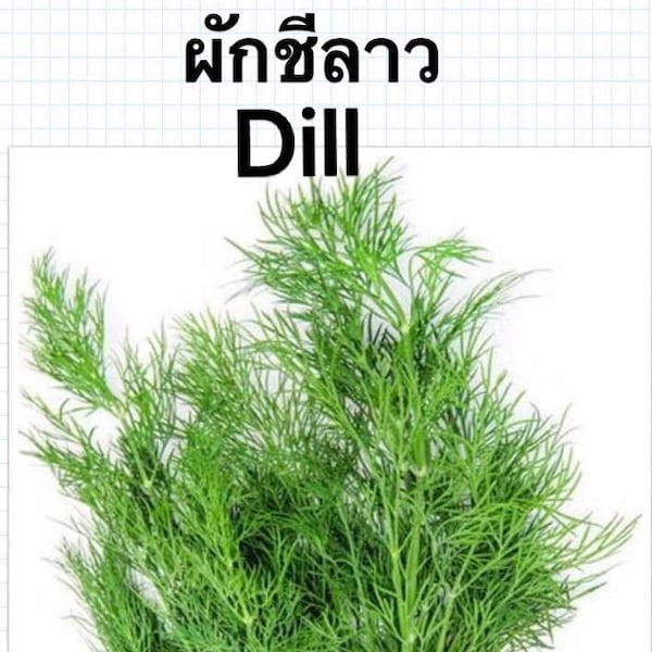 Dill Seeds