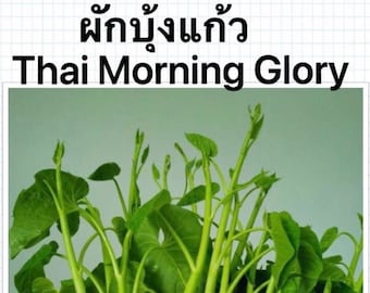 Thai Morning Glory, Water Spinach, Convolvulus Seeds  200+ per package