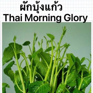 Thai Morning Glory, Water Spinach, Convolvulus Seeds  200+ per package