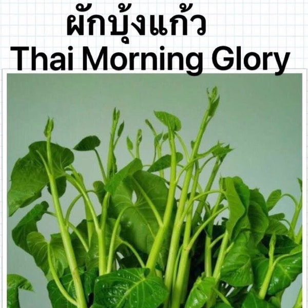 Thai Morning Glory, Water Spinach, Convolvulus Seeds  200+ per package