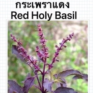 May include: A close-up of a red holy basil plant with purple leaves and pink flowers. The plant is labeled "1g. 2300+ Seeds".
