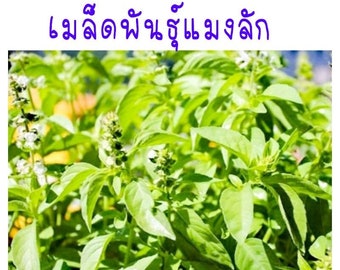 May include: A close-up of a green leafy plant with white flowers. The plant is labeled "Basil Seed" and "45 Seeds".