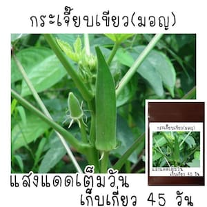 Thai Asian Okra Seeds