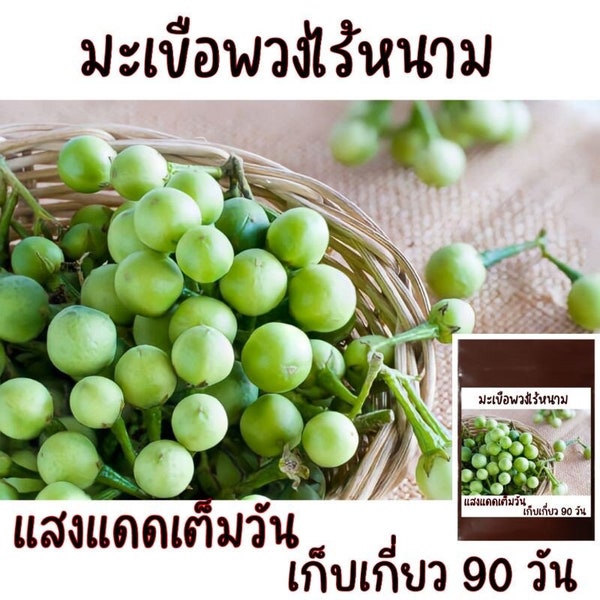 Thai Asian Pea Eggplant Seeds