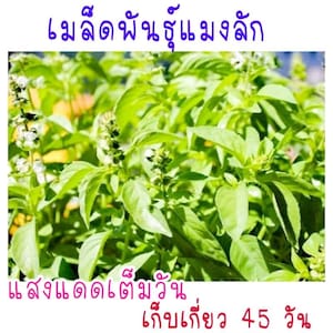 Thai Hoary Basil Seeds