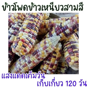 May include: Close-up of a pile of colorful corn cobs. The cobs are a mix of yellow, white, purple, and red kernels. The text "ข้าวโพดข้าวเหนียว" is visible in the top left corner of the image. The text "เมล็ดเดี่ยว" is visible in the bottom left corner of the image. The text "ต้นแก่ประมาณ 120 วัน" is visible in the bottom right corner of the image.
