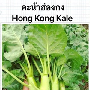 Hong Kong Kale Seeds