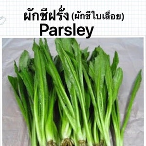 Thai / Asian Parsley / Cilantro