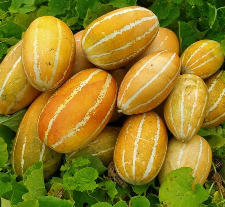 Thai Asian Melon - Etsy