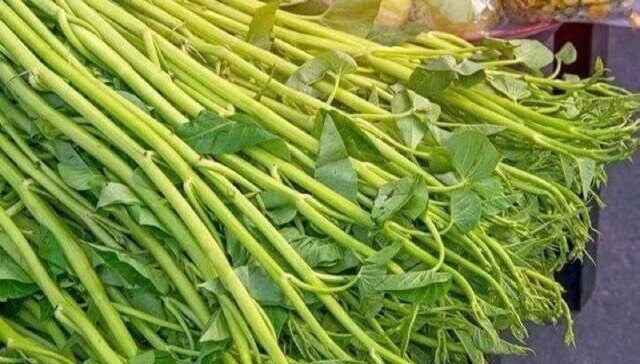 10 Packs Morning Glory Thai Vegetable Seeds – 420 Seeds/Pack – Garden Planting – Chia Tai