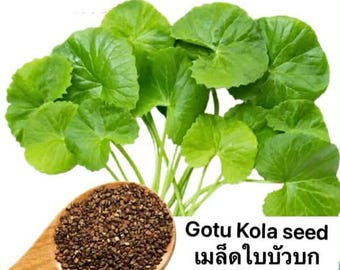 Semilla de Gotu Kola