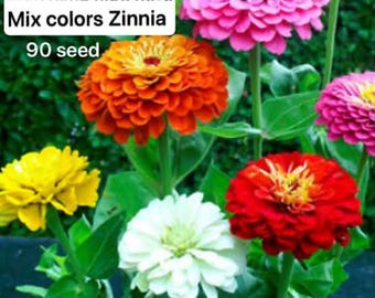 Mezcla de colores de flores de zinnia.