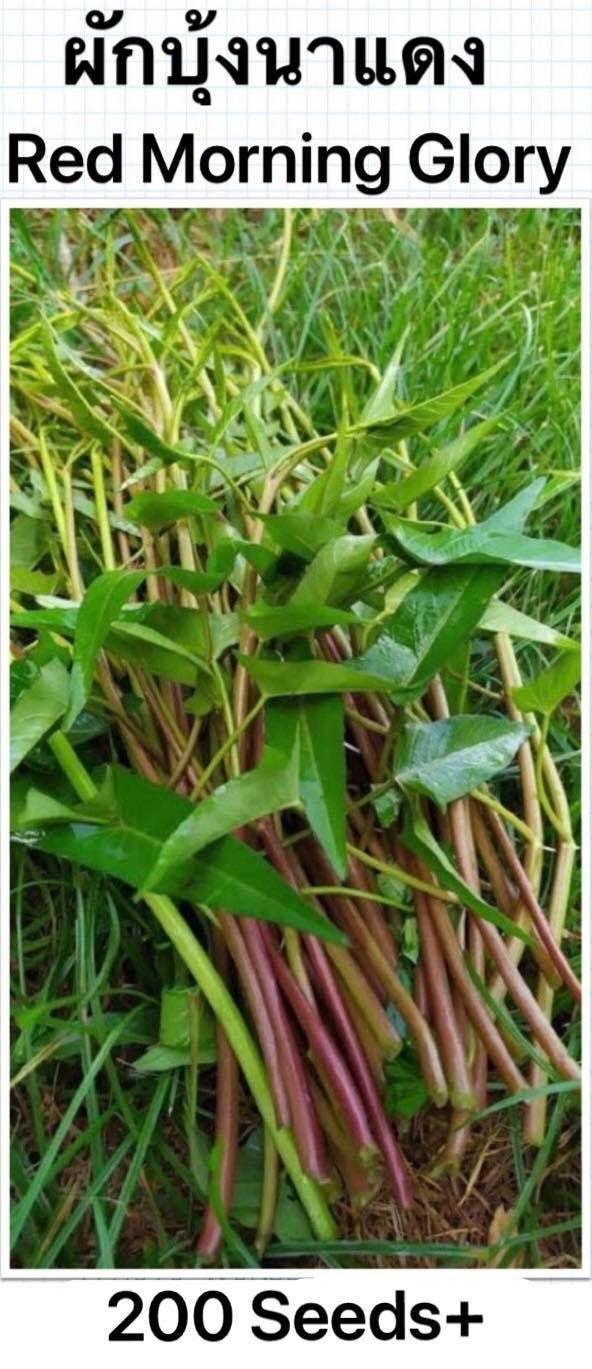 Semillas de espinaca de agua (convolvulus) de gloria de la mañana roja  tailandesa (más de 200 semillas) - Etsy México, image size:592x1369
