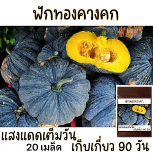 May include: A close-up of a pile of blue and yellow pumpkins. The text on the package reads "ฟักทองคางคก" and "แสงแดดเต็มวัน 20 เมล็ด เก็บเกี่ยว 90 วัน".