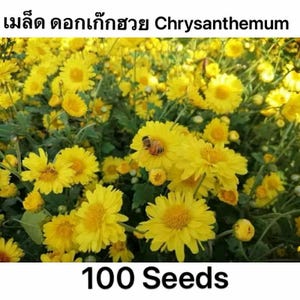 Chrysanthemenblüte.