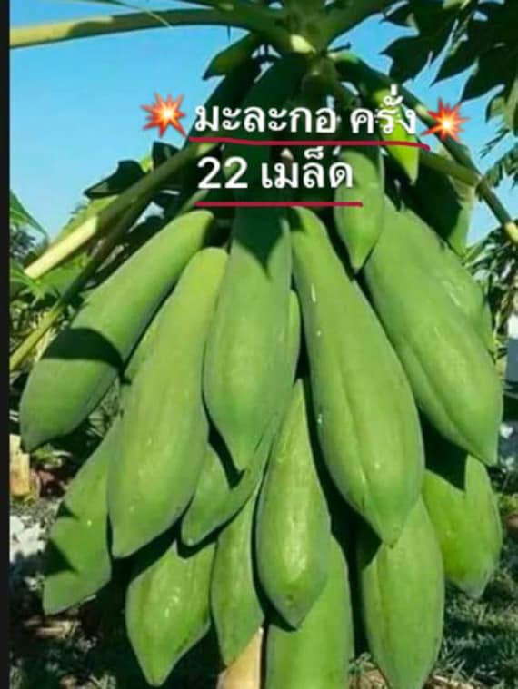 Asian Thai Papaya Seeds Krang