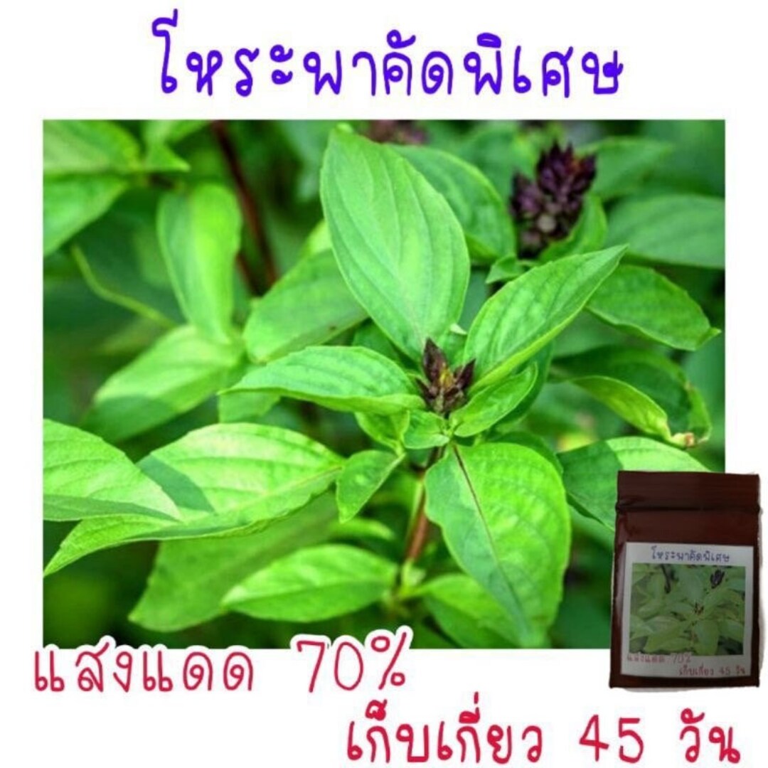 Golden Mountain Thai Sweet Basil Seeds - Fresh, Fast-Growing Herb Seeds