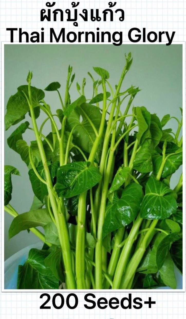 Semillas De Espinaca De Agua Tailandesa