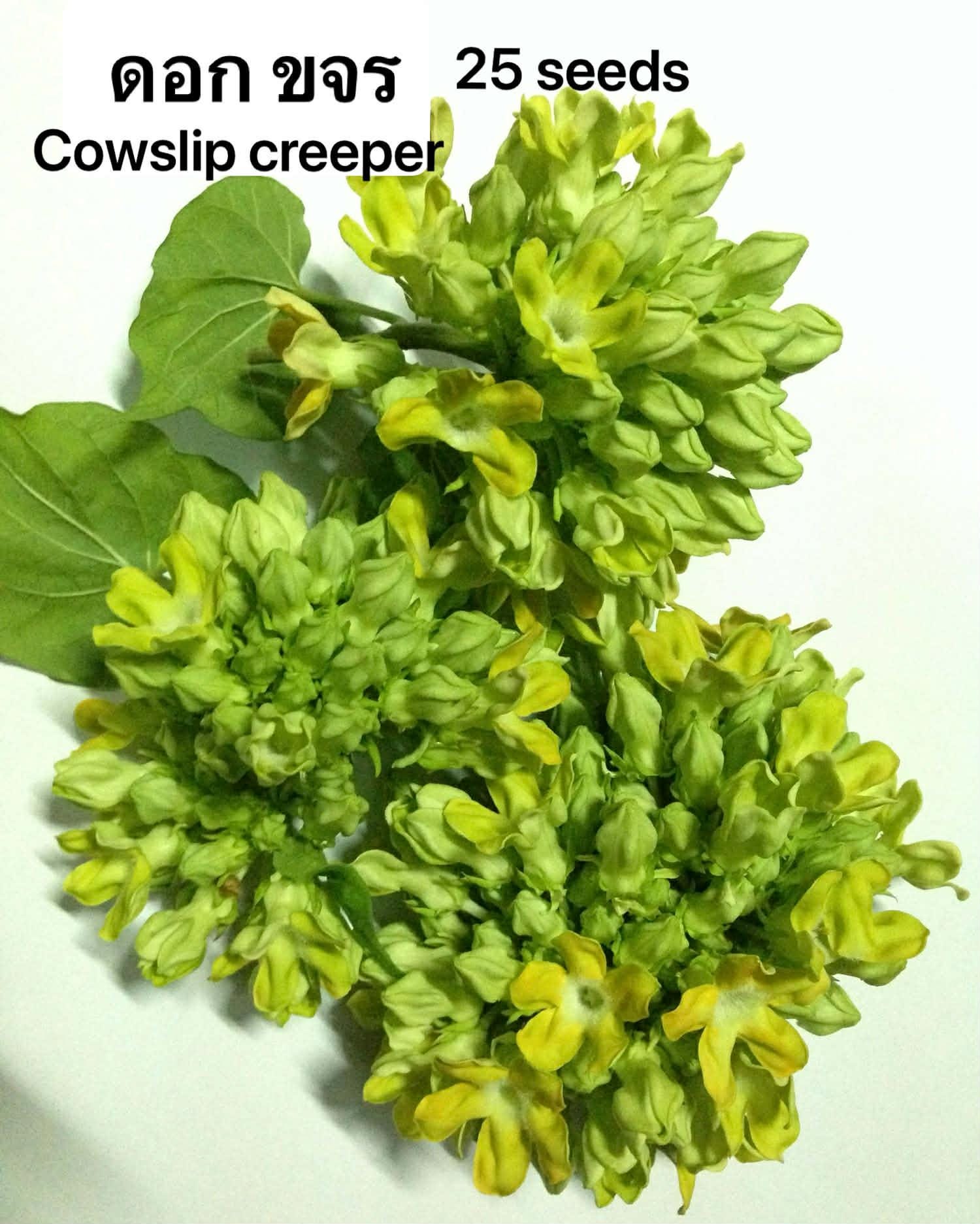 Rangoon creeper plant - Etsy 日本