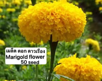 Marigold flower seed.