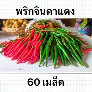 Thai Jin Da Dang Chili Pepper Seeds