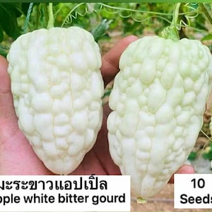 Puede incluir: Dos calabazas amargas blancas y con bultos en forma de manzana se sostienen en una mano. Las calabazas tienen un tallo verde claro y están etiquetadas como "Apple white bitter gourd" con "10 Seeds" en un cuadro blanco.