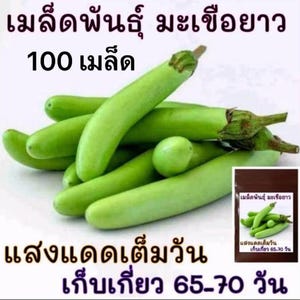 Thai Asian long green eggplant seeds
