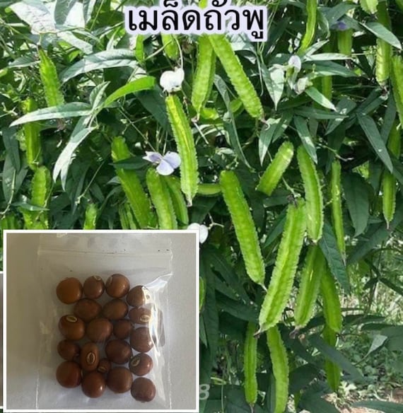 plant root enhancer Hormex Rooting Duo: Liquid Hormone & Rooting Powder #8 – HORMEX main image 0