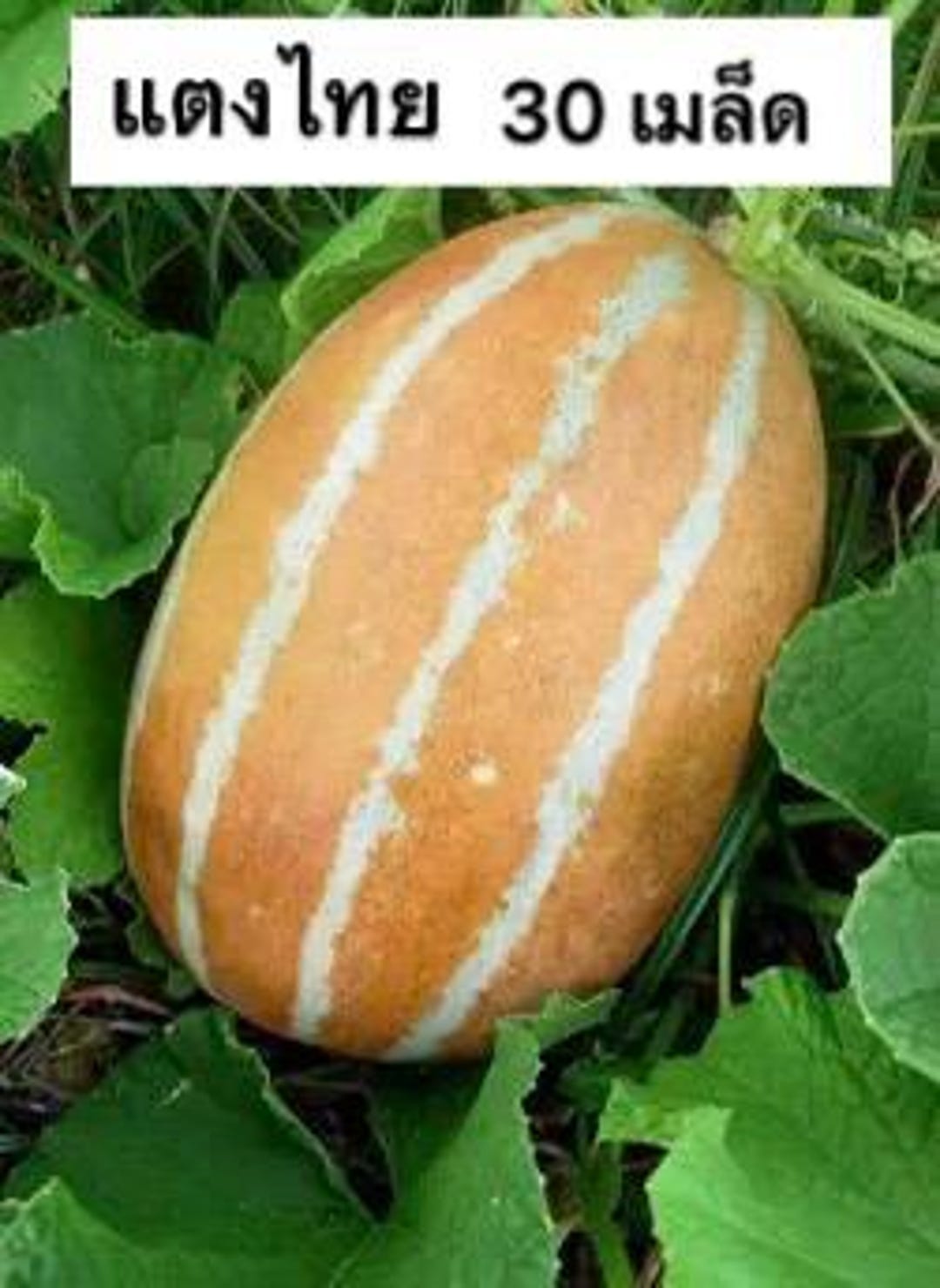Thai Asian Melon - Etsy