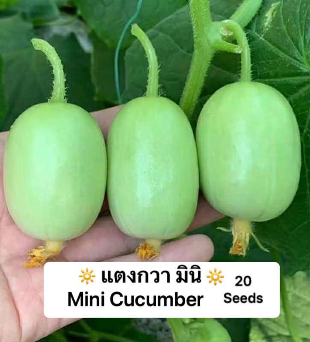 Mimi Cucumber - Etsy