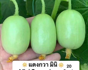 Mimi cucumber