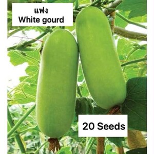 May include: Two elongated, light green white gourds are displayed against a backdrop of green leaves and vines. The image includes text that reads "White gourd" and "20 Seeds". The gourds are the focal point, showcasing their smooth texture and vibrant color.