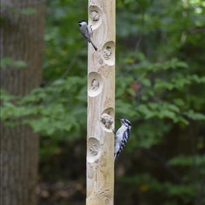 May include: A wooden bird feeder with multiple circular openings, filled with birdseed. Two small birds perch on the feeder. The feeder is suspended by a wire, with a blurred green background of trees.