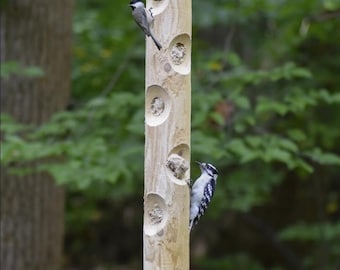 May include: A wooden bird feeder with multiple circular openings, filled with birdseed. Two small birds perch on the feeder. The feeder is suspended by a wire, with a blurred green background of trees.