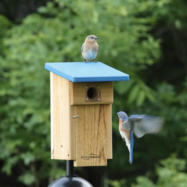 Kettle Moraine Natural Cedar Eastern Bluebird Nest Box with Recycled Plastic Roof