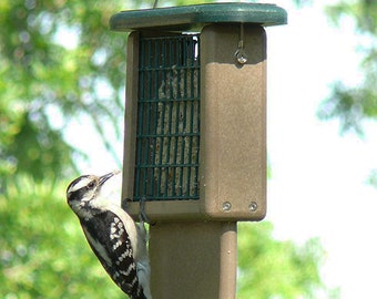 Kettle Moraine Recycled Suet Feeder with Tail Prop (Single)