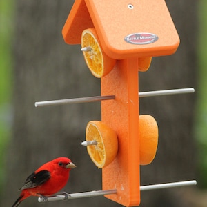 May include: An orange bird feeder with a roof, designed to hold orange slices. A vibrant red bird perches on a metal rod, near the feeder. The feeder has the text "Kettle Moraine".