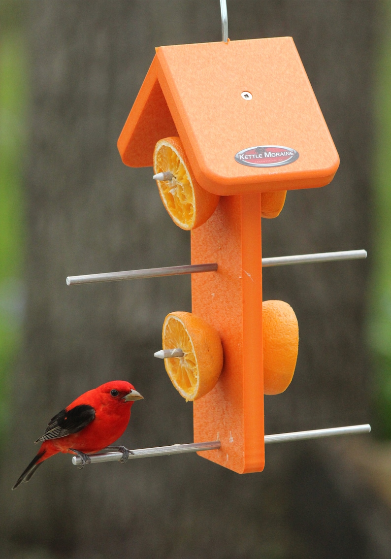 Puede incluir: Un comedero para p&aacute;jaros naranja con techo, dise&ntilde;ado para contener rodajas de naranja. Un p&aacute;jaro rojo vibrante se posa en una varilla de metal, cerca del comedero. El comedero tiene el texto "Kettle Moraine".
