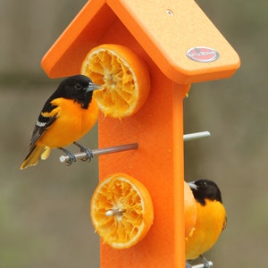 Puede incluir: Un comedero para p&aacute;jaros naranja con dos orop&eacute;ndolas posadas. El comedero tiene forma de casita y tiene dos medias rodajas de naranja para que coman los p&aacute;jaros. Los p&aacute;jaros tienen la cabeza negra, el cuerpo naranja y las alas blancas y negras.