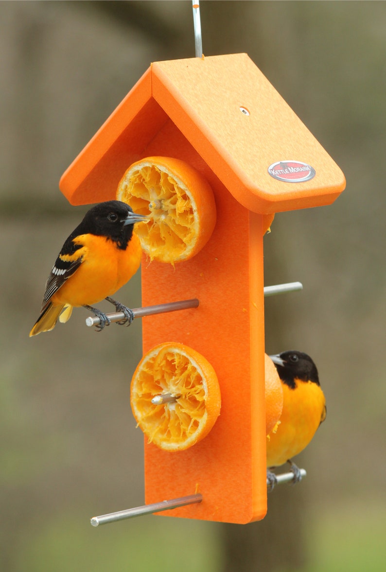 Puede incluir: Un comedero para p&aacute;jaros naranja con dos orop&eacute;ndolas posadas. El comedero tiene forma de casita y tiene dos medias rodajas de naranja para que coman los p&aacute;jaros. Los p&aacute;jaros tienen la cabeza negra, el cuerpo naranja y las alas blancas y negras.