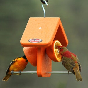 Kettle Moraine Recycled Orange Oriole Fruit Feeder (Single)