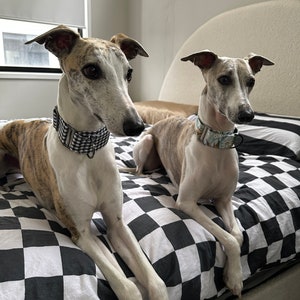 Martingale collar for whippet, grey hound, Italian, Iggy