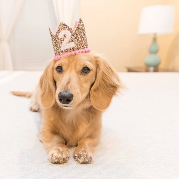 Dog Crown || Dog Party Hat || Dog Birthday Crown || Pale Glitter Crown || Pet Accessory || Pet Hat || Pet Gift